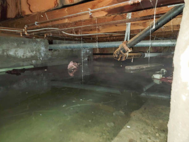 Best Water damage mitigation services  in St Paul, MO