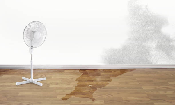 Best Professional water damage repair  in St Paul, MO